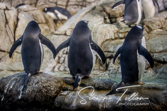Indianapolis Zoo