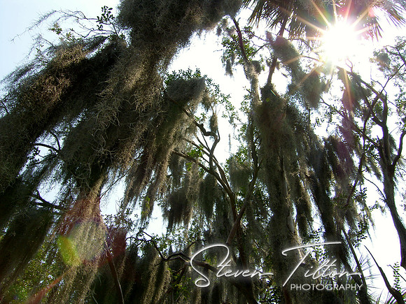 Spanish Moss