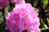 Purple Rhododendron Cluster