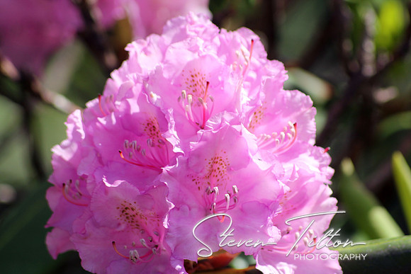 Purple Rhododendron Cluster