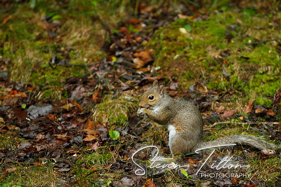 Squirrel eating a nut