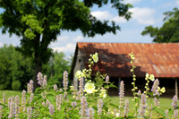 Barn Perspective