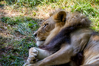 Asheboro Zoo