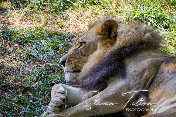 Asheboro Zoo