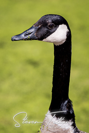 Goslings