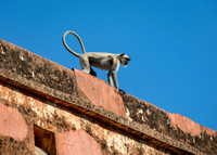 Grey Langur monkey at Jaigarh Fort