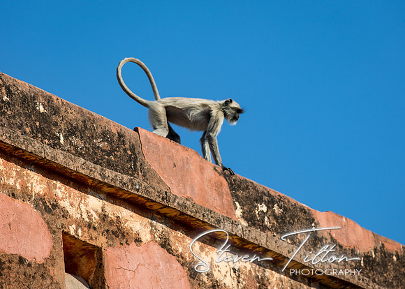 Grey Langur monkey at Jaigarh Fort