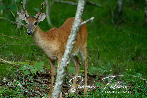 Deer in the Woods