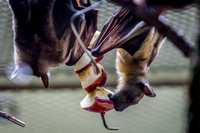 Indianapolis Zoo