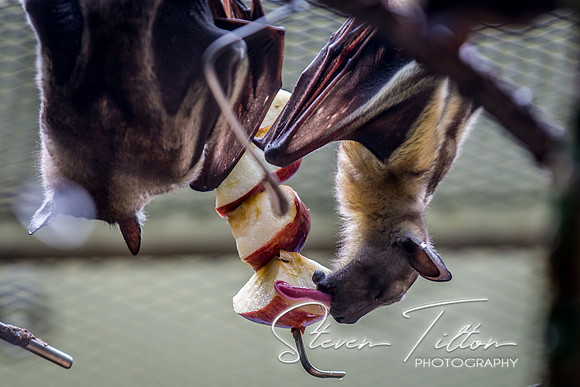 Indianapolis Zoo
