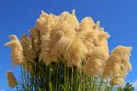Ornamental Pampas Grass