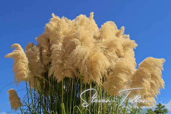 Ornamental Pampas Grass