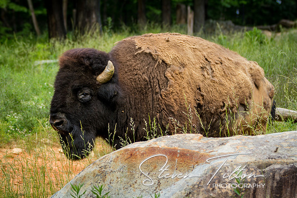 Asheboro Zoo