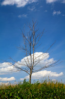 Lone Tree