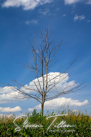 Lone Tree