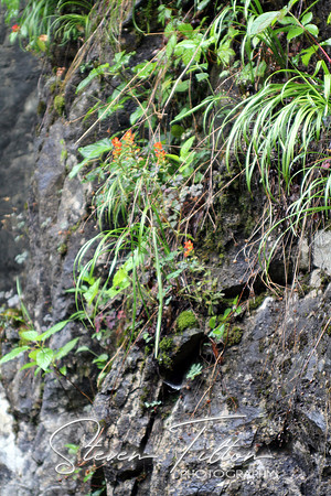 Flower on a Cliff