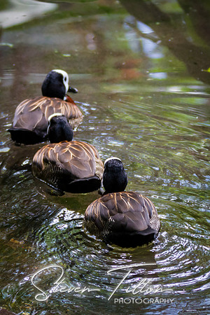 Asheboro Zoo