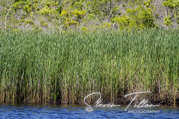 Wilmington River Cruise