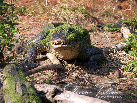 Gator