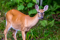 Banner Elk, NC
