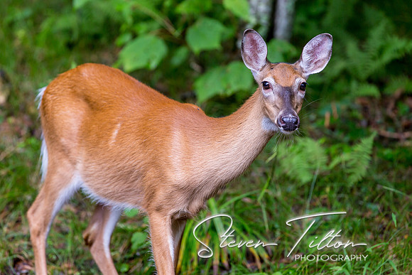 Banner Elk, NC
