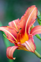 Gray's Lily