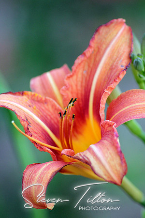 Gray's Lily