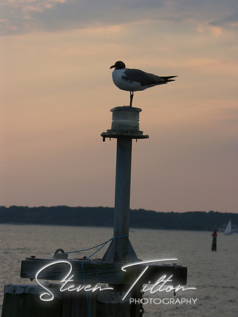 Seagull at dusk