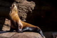 Indianapolis Zoo