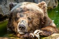 Asheboro Zoo