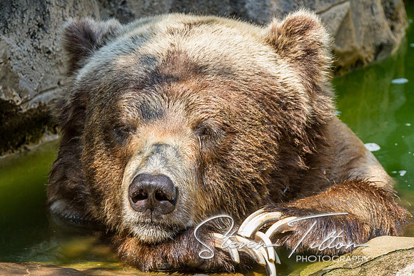 Asheboro Zoo