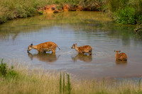 Asheboro Zoo