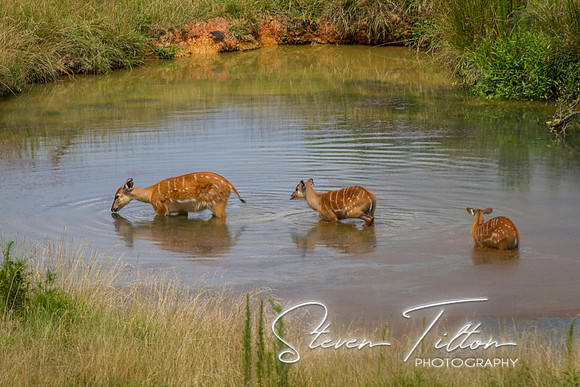 Asheboro Zoo
