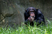 Asheboro Zoo