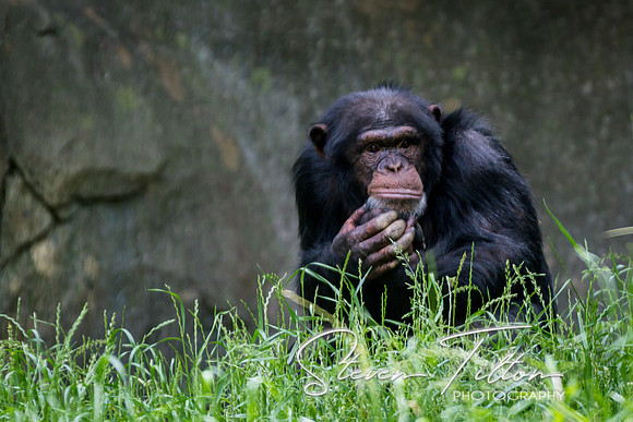 Asheboro Zoo