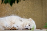 Asheboro Zoo