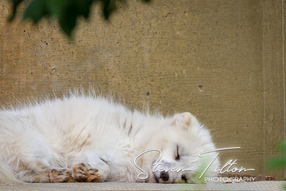 Asheboro Zoo