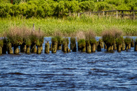 Wilmington River Cruise