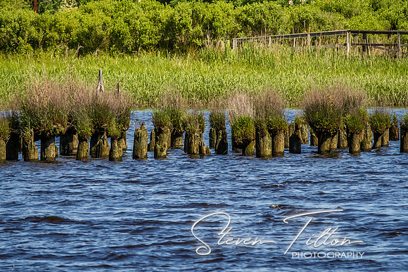 Wilmington River Cruise
