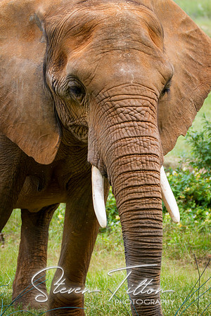 Asheboro Zoo