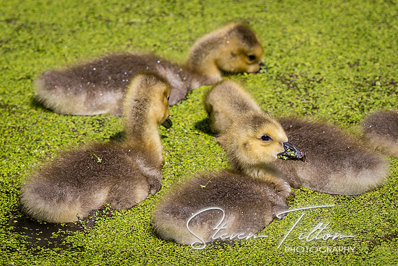 Goslings