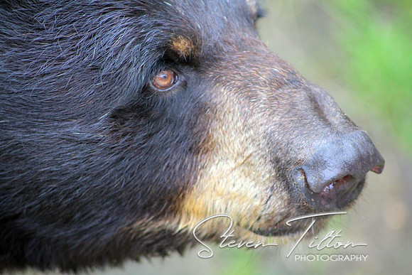Black Bear