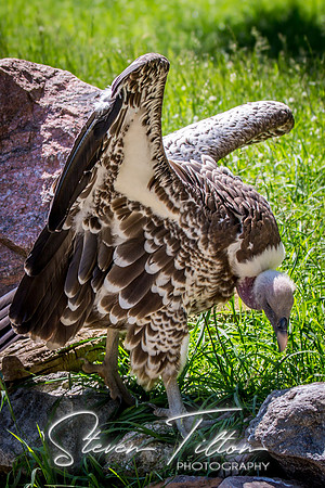 Indianapolis Zoo