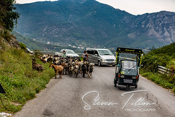 Herding Goats