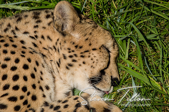 Indianapolis Zoo