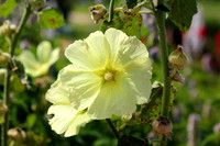 Yellow Bell Flower