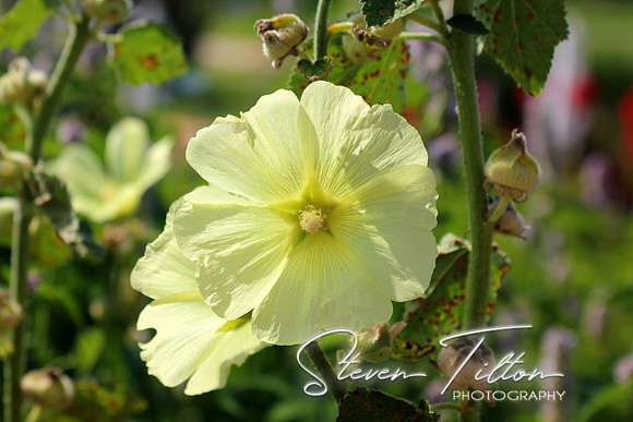 Yellow Bell Flower