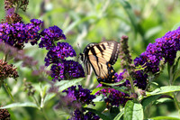 Eastern Tiger Swallowtail