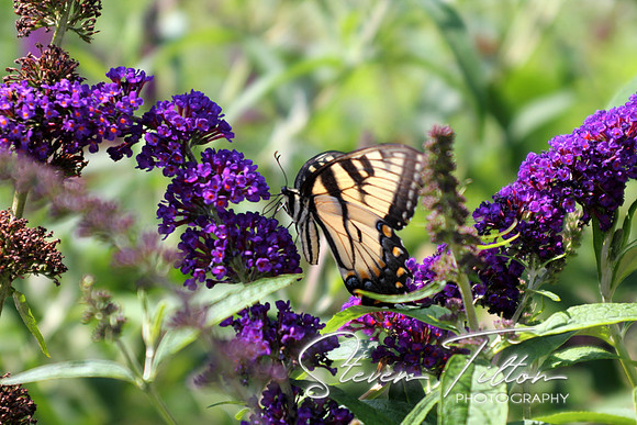Eastern Tiger Swallowtail