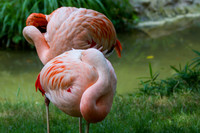 Asheboro Zoo